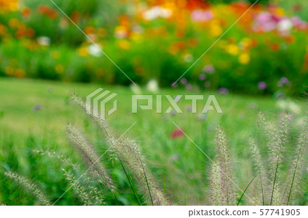 Autumn field 57741905