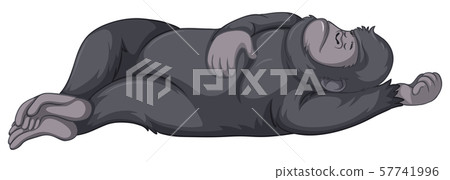 Gorilla sleeping on white background 57741996
