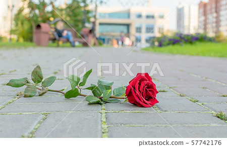 red rose lies on the path in the city Park 57742176