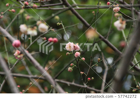 First ume in Taiwan First ume in Taiwan 57742272