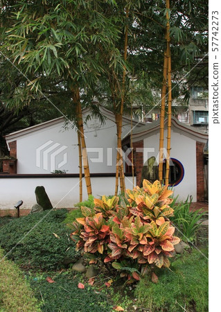 Golden bamboo in Taiwan Golden bamboo in Taiwan 57742273