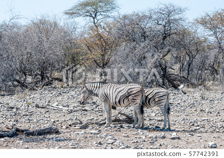 Zebras in Etosha National Park. 57742391