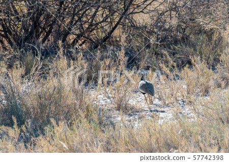A Kori Bustard in Etosha National Park 57742398