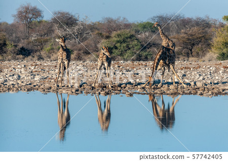 Giraffes Drinking at a Waterhole Giraffes Drinking at a Waterhole 57742405