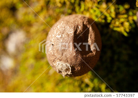 Strawberry tea bag Strawberry tea bag 57743397
