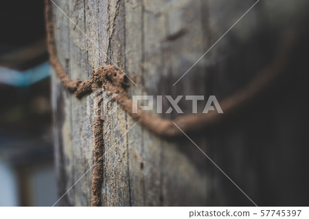 Termite Infested. Close up on termite infested 57745397