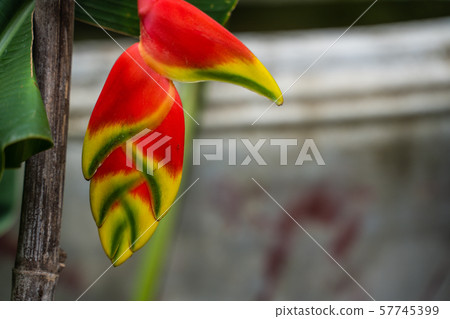 Hanging Lobster Claw Tropical Jungle Plant Close Hanging Lobster Claw Tropical Jungle Plant Close 57745399