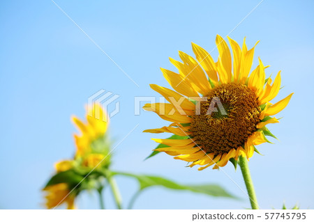向日葵 57745795