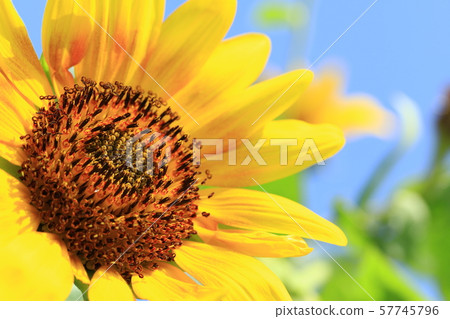 向日葵 57745796