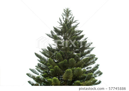 pine tree isolated on white background 57745886