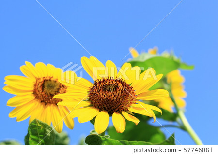 sunflower	 57746081