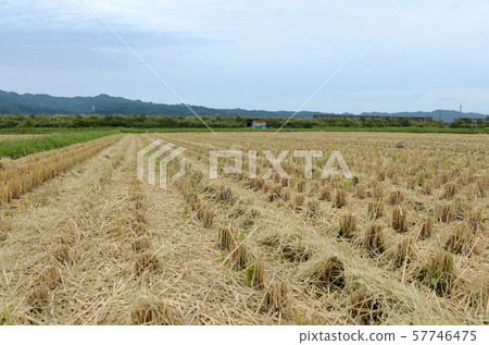 Rice field 06 after harvesting rice 57746475