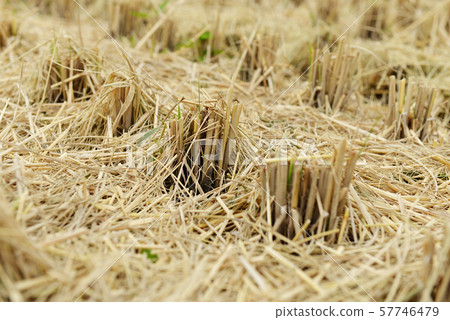 收穫米後的稻田02 57746479