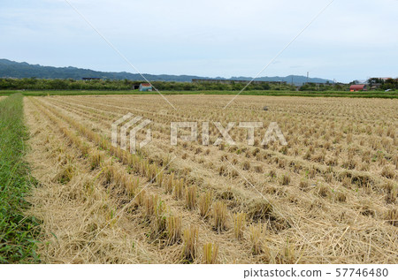 收割後的稻田01 57746480