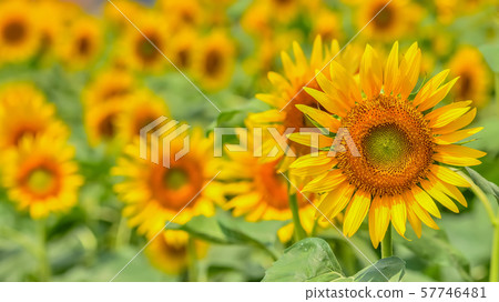 Sunflower Sunflower 57746481