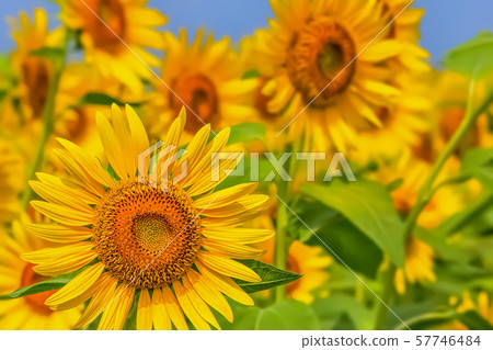 Sunflower Sunflower Sunflower Sunflower 57746484