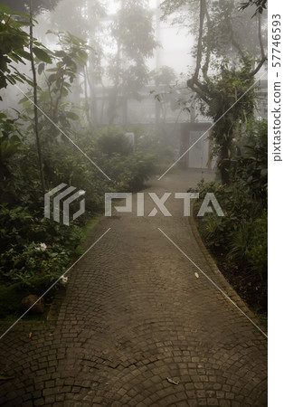 Cobblestone road in the forest 57746593