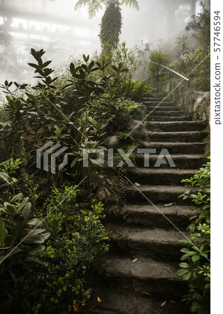 Jungle with fog Jungle with fog 57746594
