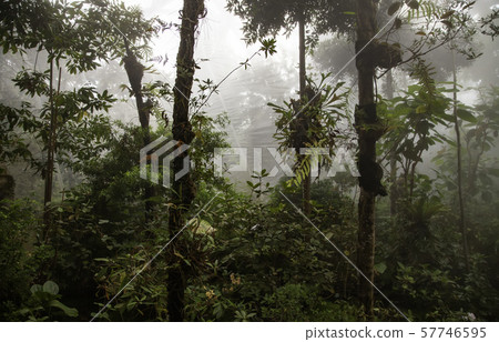 Jungle with fog Jungle with fog 57746595