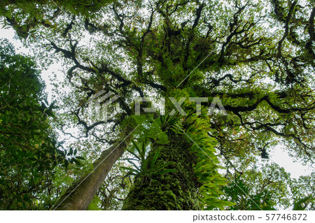 tree with moss in the rain forest. tree with moss in the rain forest. 57746872