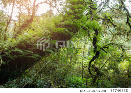 old tree in the rain forest. 57746888