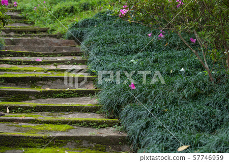 stone stairway with green plant in the park. stone stairway with green plant in the park. 57746959