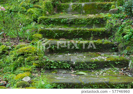 plant cover stone stairway in the park 57746960