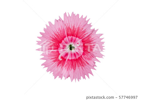 pink flower isolated on white background - clipping paths pink flower isolated on white background - clipping paths 57746997