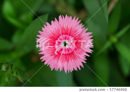 pink flower on green leaf background 57746998