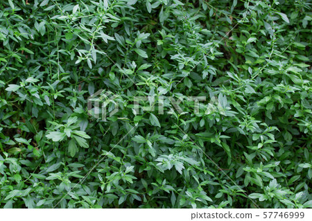 green leaf of background green leaf of background 57746999