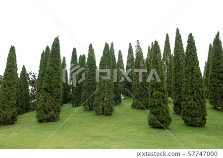 group of pine tree isolated on white background group of pine tree isolated on white background 57747000