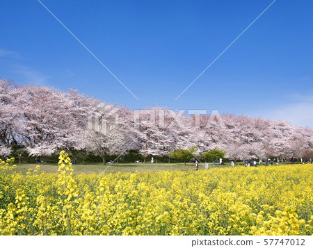 Sa玉縣Gongendo Sakuratsumi 57747012