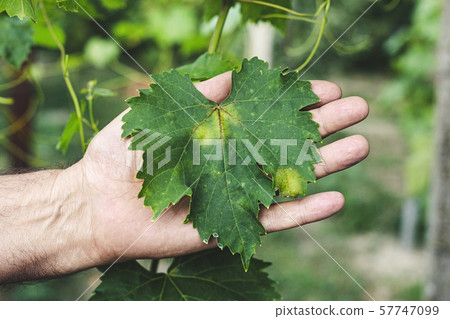 Green sick grape leaf in gardener hands. Grapevine diseases. Green sick grape leaf in gardener hands. Grapevine diseases. 57747099