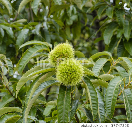 Chestnut Tree Chestnut Tree 57747268