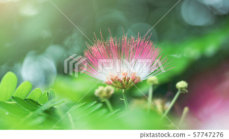 East Indian walnut or Rain tree or Monkey Pod Flower 57747276