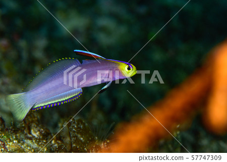 Sikon hathatatehaze 57747309