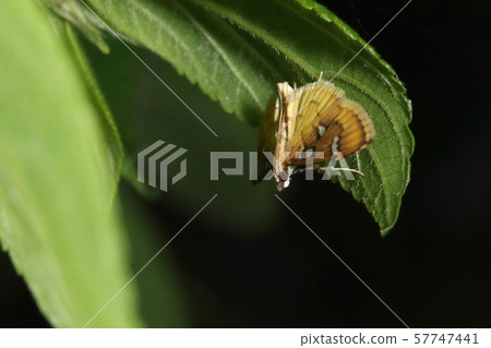 Insects of living creatures, Scashitogarinomeiga, a type that is difficult to observe as it stops as soon as it stops and approaches the leaf Insects of living creatures, Scashitogarinomeiga, a type that is difficult to observe as it stops as soon as it stops and approaches the leaf 57747441