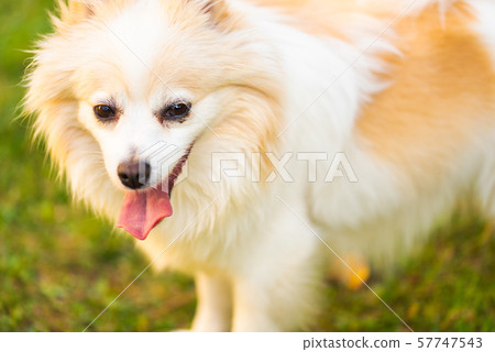 German Spitz dog pomeranian outdoors portrait 57747543
