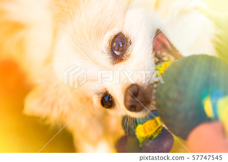 Pomeranian pulls Toy in Tug-of-War Game. 57747545