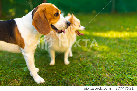 Beagle dog with pomeranian spitz on a green grass in garden. Background Beagle dog with pomeranian spitz on a green grass in garden. Background 57747551