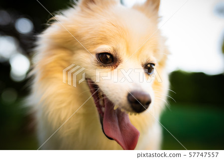 German Spitz dog pomeranian outdoors portrait German Spitz dog pomeranian outdoors portrait 57747557