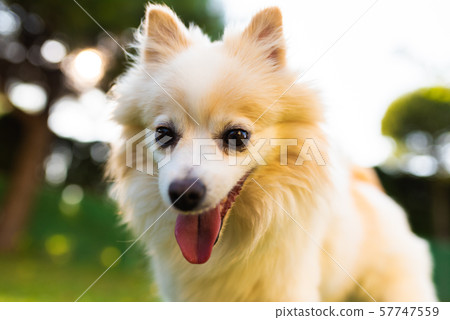 German Spitz dog pomeranian outdoors portrait 57747559