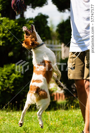 Brittany spaniel puppy playing outside tug of war. Jumping high to get a rope Brittany spaniel puppy playing outside tug of war. Jumping high to get a rope 57747577