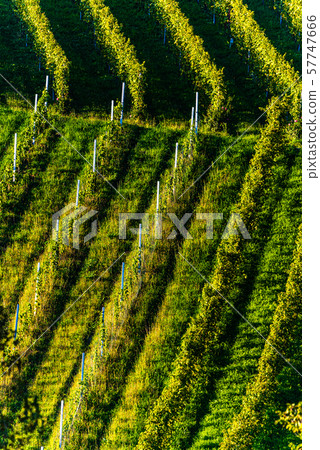 Rows Of Vineyard Grape Vines. Autumn Landscape. Austria south Styria . Abstract Background Of Autumn Rows Of Vineyard Grape Vines. Autumn Landscape. Austria south Styria . Abstract Background Of Autumn 57747666