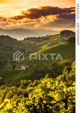 Sunset landscape of vineyard rows on Austrian countryside in Leibnitz Kitzeck im Sausal 57747848