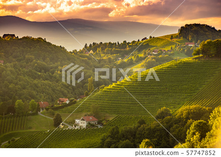 Sunset landscape of vineyard rows on Austrian countryside in Leibnitz Kitzeck im Sausal 57747852