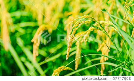 Autumn rice 57747908
