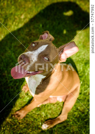 Young American Staffordshire pitbull dog outdoors in summer day 57747992