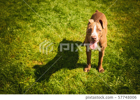 Young American Staffordshire pitbull dog outdoors in summer day Young American Staffordshire pitbull dog outdoors in summer day 57748006