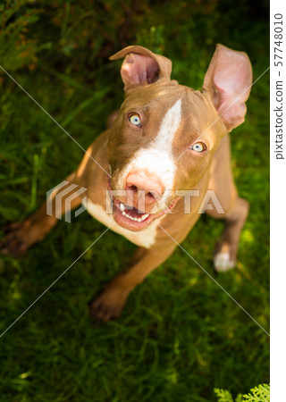 Young pitbull Staffordshire Bull Terrier in garden sits and looking up towards camera portrait Young pitbull Staffordshire Bull Terrier in garden sits and looking up towards camera portrait 57748010